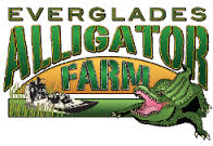 Everglades alligator logo